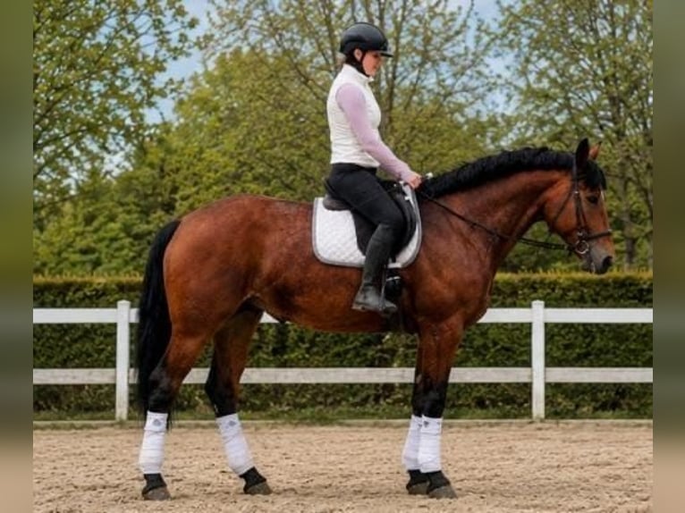 Poney de selle polonais Jument 5 Ans 167 cm Bai in Weert