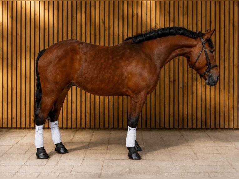 Poney de selle polonais Jument 5 Ans 167 cm Bai in Weert