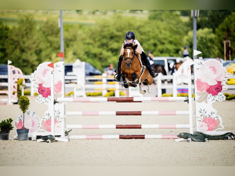 Poney de selle polonais Jument 6 Ans 144 cm Bai in Leńcze