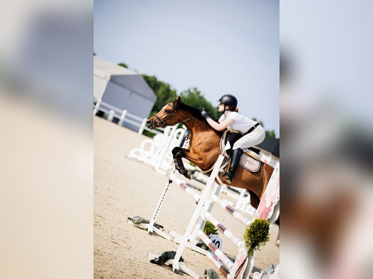 Poney de selle polonais Jument 6 Ans 144 cm Bai in Leńcze