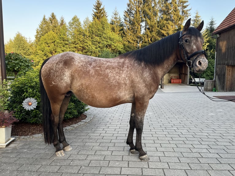 Poney de selle polonais Jument 7 Ans 140 cm Roan-Bay in Gschwend