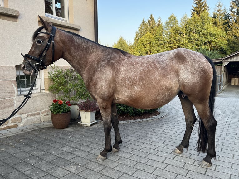 Poney de selle polonais Jument 7 Ans 140 cm Roan-Bay in Gschwend