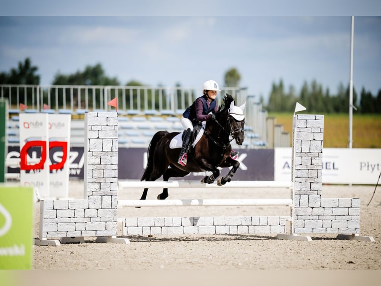 Poney de selle polonais Jument 8 Ans 140 cm Noir in Opole