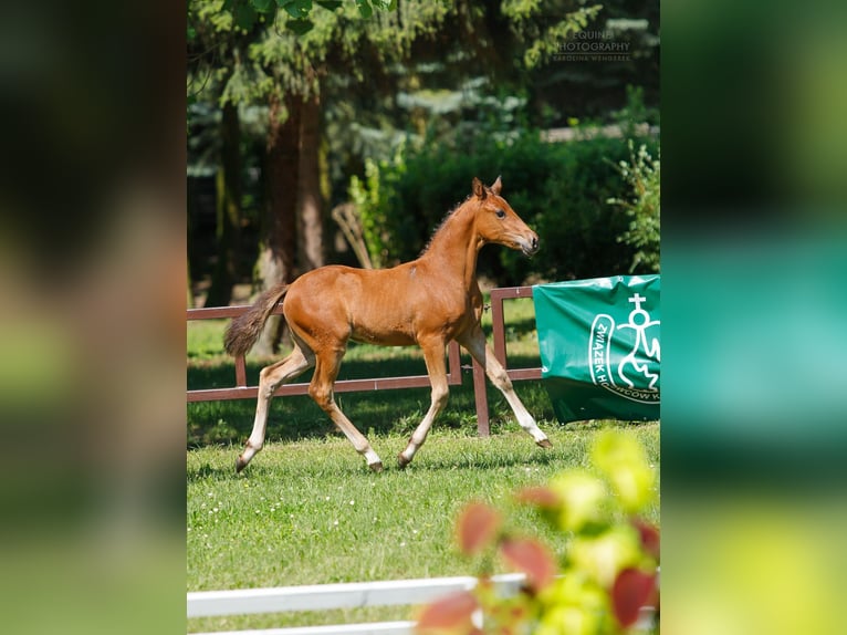 Poney de selle polonais Jument Poulain (05/2024) 145 cm Bai in Opalenica