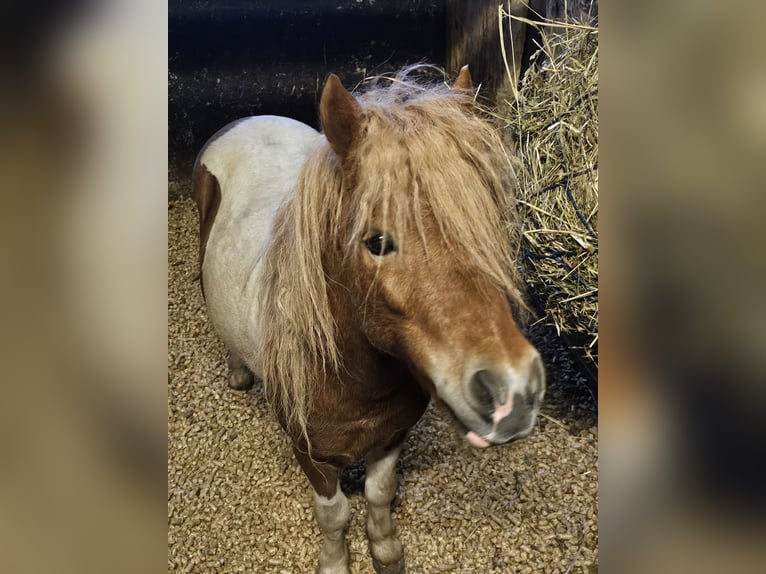 Poney de sport tchèque Étalon 4 Ans 85 cm Pinto in Staasdorf