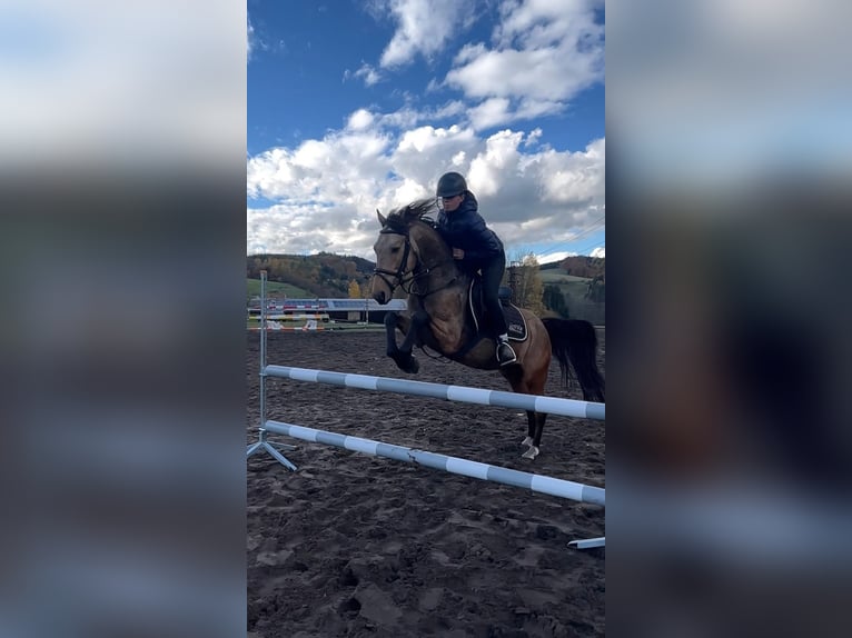 Poney de sport tchèque Étalon 7 Ans 142 cm Buckskin in Zábřeh Czech Republic