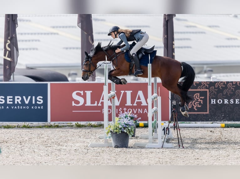 Poney de sport tchèque Hongre 13 Ans 148 cm Bai in Zajezd