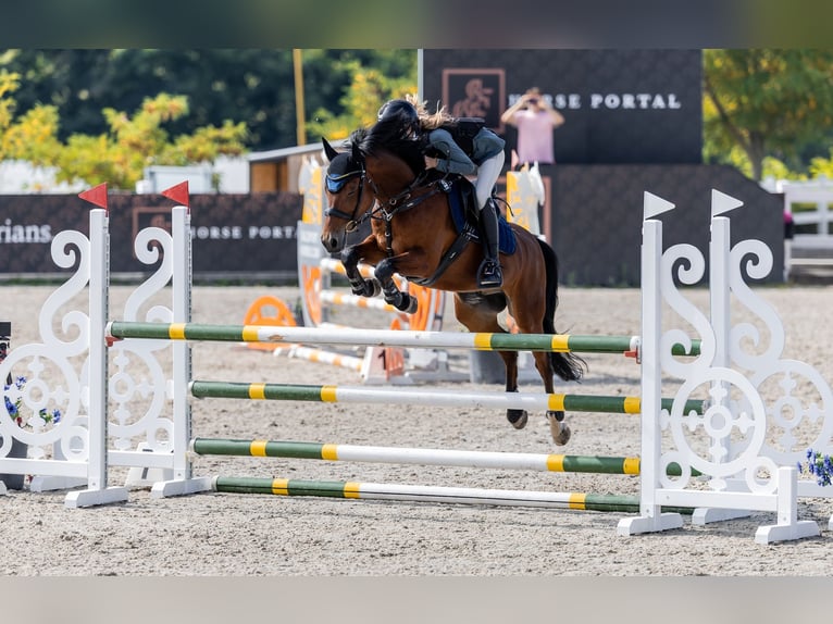 Poney de sport tchèque Hongre 13 Ans 148 cm Bai in Zajezd