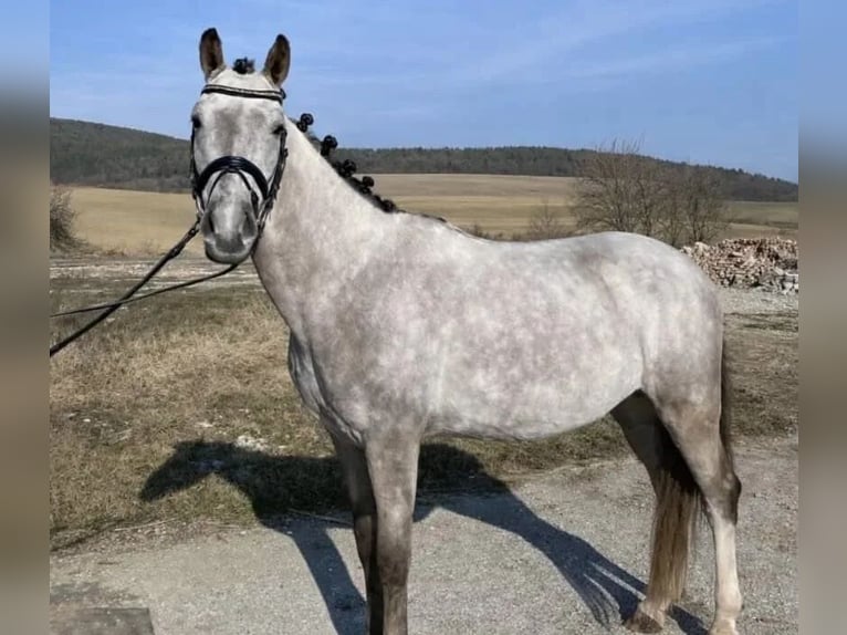 Poney de sport tchèque Hongre 5 Ans 143 cm Gris in Treničín