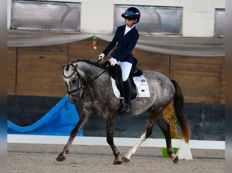 Poney de sport tchèque Hongre 5 Ans 143 cm Gris in Treničín