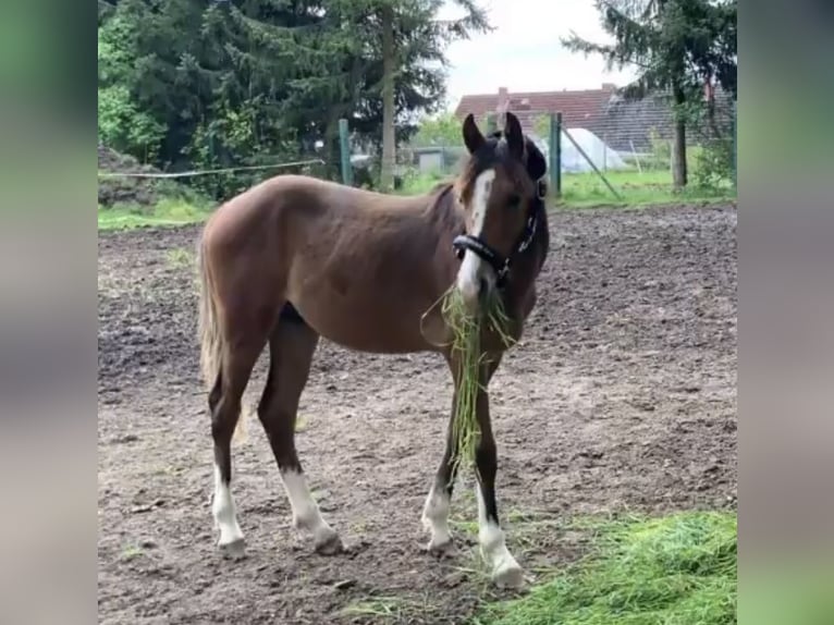 Poney de sport tchèque Hongre 6 Ans 147 cm Bai in Gnoien