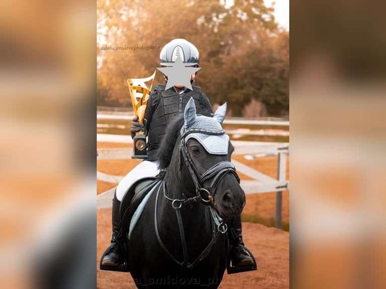 Poney de sport tchèque Jument 11 Ans 124 cm Noir in Amsterdam