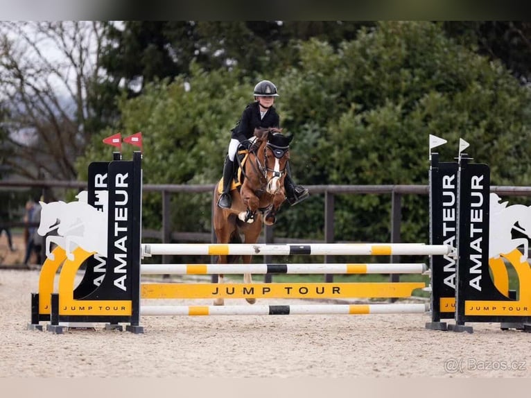 Poney de sport tchèque Jument 11 Ans 140 cm  in Vondrov