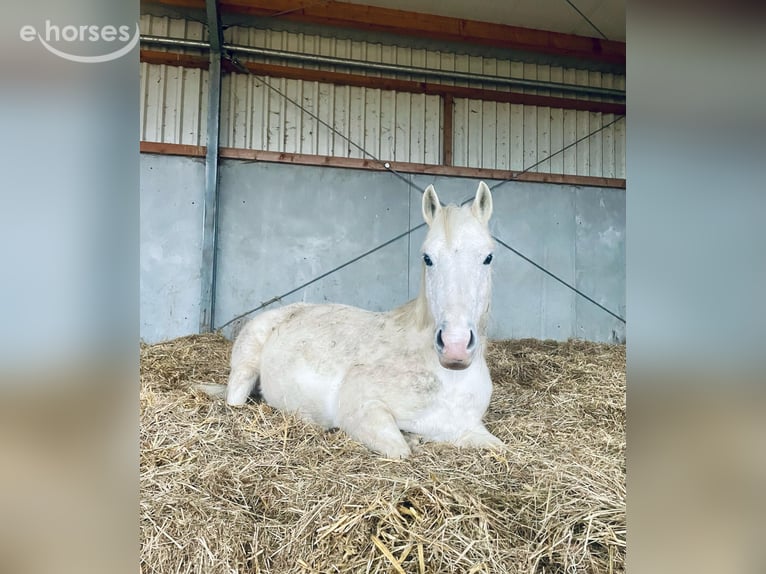 Poney de sport tchèque Croisé Jument 13 Ans 142 cm Gris in Schwabmünchen