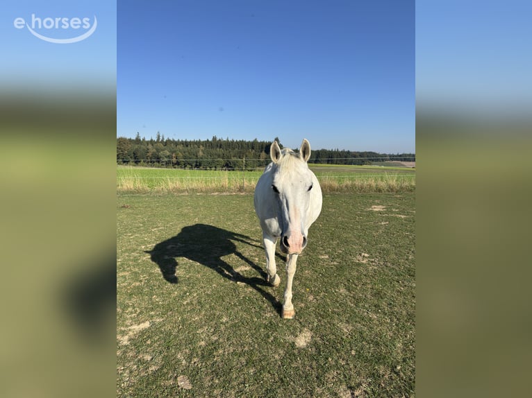 Poney de sport tchèque Croisé Jument 13 Ans 142 cm Gris in Schwabmünchen