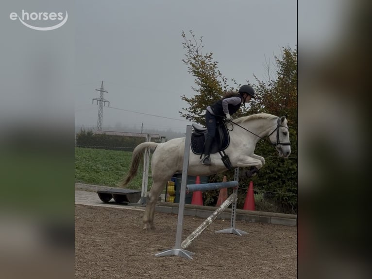 Poney de sport tchèque Croisé Jument 13 Ans 142 cm Gris in Schwabmünchen
