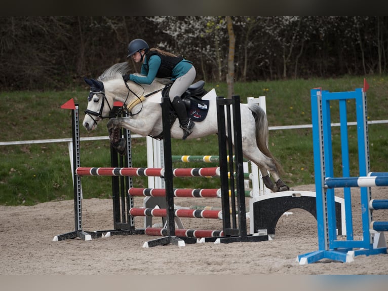 Poney de sport tchèque Jument 8 Ans 145 cm Blanc in Prague - west