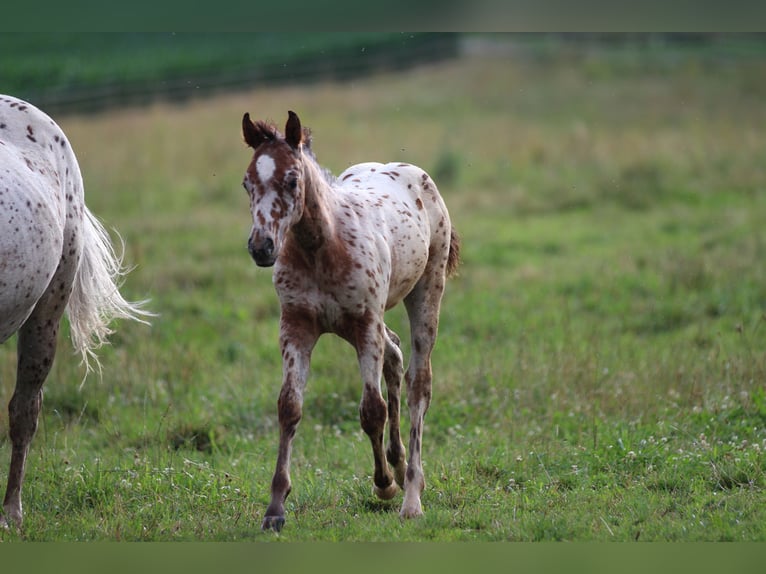 Poney des Amériques Étalon 1 Année 135 cm Léopard in Waldshut-Tiengen