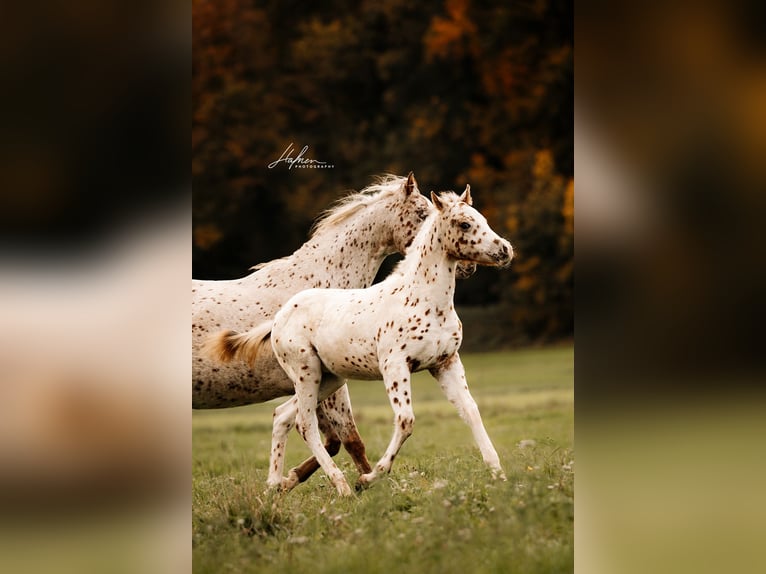 Poney des Amériques Étalon 1 Année 135 cm Léopard in Waldshut-Tiengen