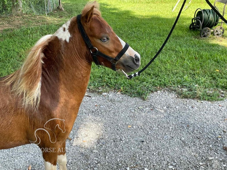 Poney des Amériques Étalon 1 Année 71 cm Alezan cuivré in Cowan, TN
