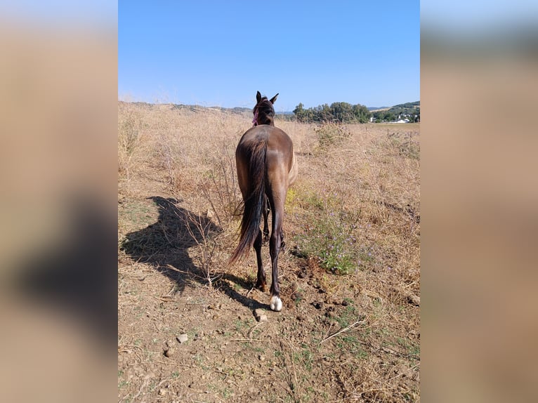 Poney des Amériques Croisé Étalon 2 Ans 157 cm Noir in Jimena de la Frontera