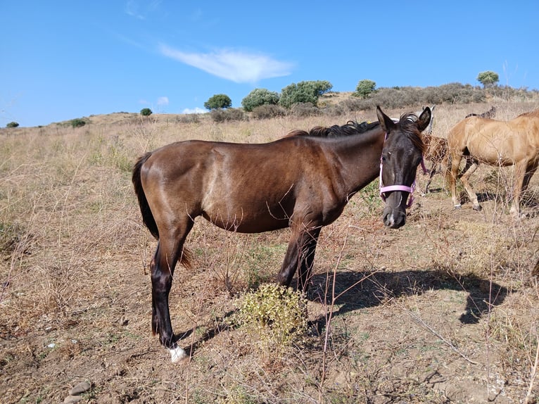 Poney des Amériques Croisé Étalon 2 Ans 157 cm Noir in Jimena de la Frontera