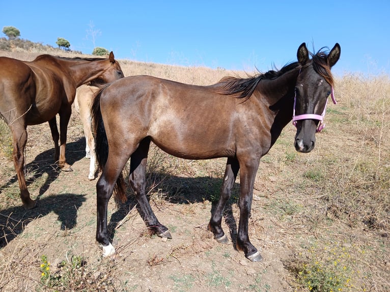 Poney des Amériques Croisé Étalon 2 Ans 157 cm Noir in Jimena de la Frontera