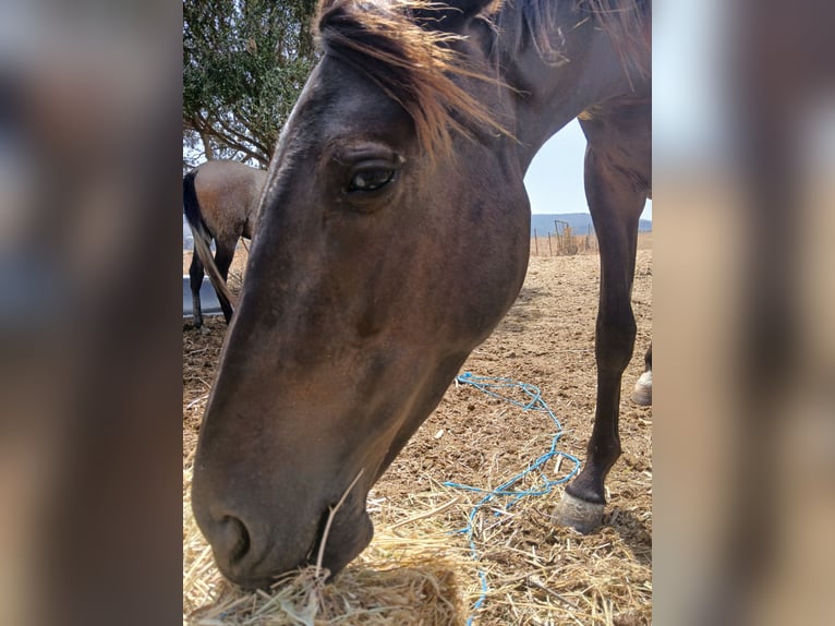 Poney des Amériques Croisé Étalon 2 Ans 157 cm Noir in Jimena de la Frontera