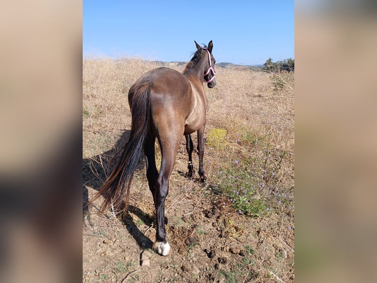 Poney des Amériques Croisé Étalon 2 Ans 157 cm Noir in Jimena de la Frontera