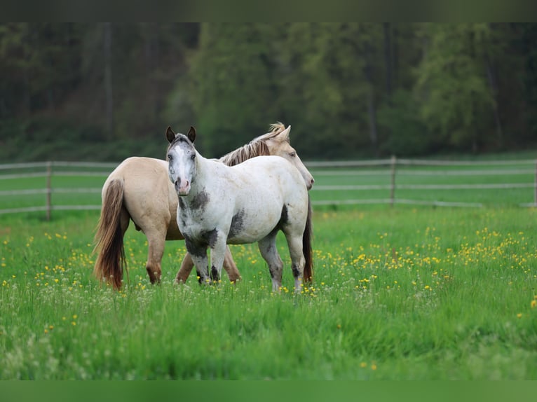 Poney des Amériques Étalon 3 Ans 140 cm Léopard in Waldshut-Tiengen