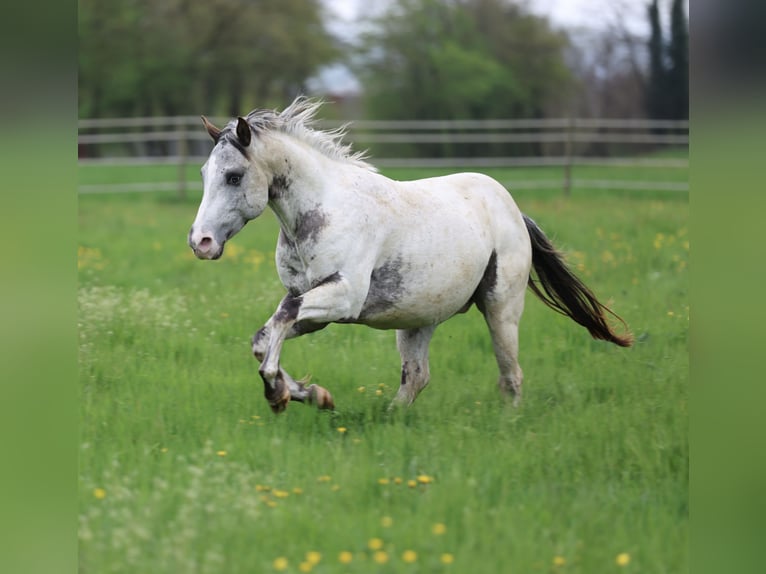Poney des Amériques Étalon 3 Ans 140 cm Léopard in Waldshut-Tiengen