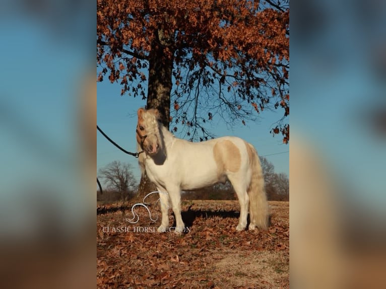 Poney des Amériques Étalon 8 Ans 91 cm Palomino in Alamo, TN