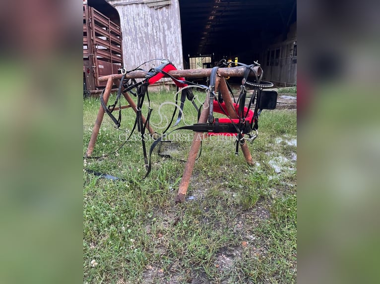 Poney des Amériques Étalon 8 Ans 91 cm Palomino in Alamo, TN