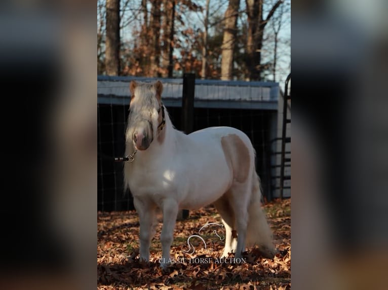 Poney des Amériques Étalon 8 Ans 91 cm Palomino in Alamo, TN