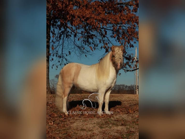 Poney des Amériques Étalon 8 Ans 91 cm Palomino in Alamo, TN