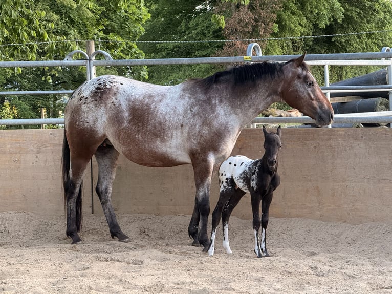 Poney des Amériques Étalon Poulain (05/2026) 120 cm Léopard in Waldshut-Tiengen
