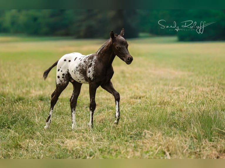 Poney des Amériques Étalon Poulain (05/2026) 120 cm Léopard in Waldshut-Tiengen