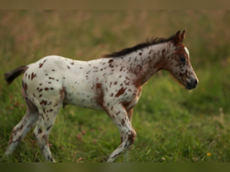 Poney des Amériques Étalon Poulain (04/2024) 130 cm Léopard in Waldshut-Tiengen