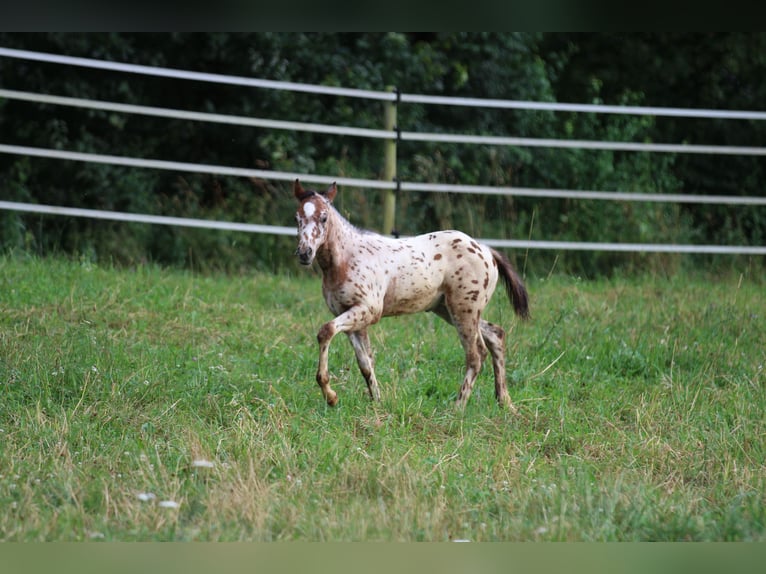 Poney des Amériques Étalon Poulain (04/2024) 130 cm Léopard in Waldshut-Tiengen