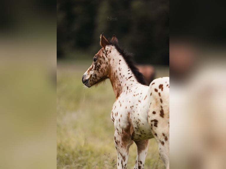 Poney des Amériques Étalon Poulain (04/2024) 130 cm Léopard in Waldshut-Tiengen