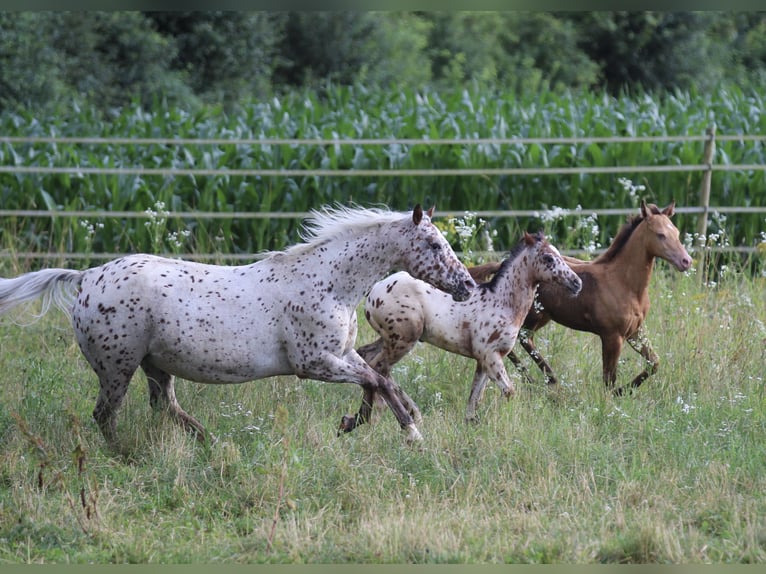 Poney des Amériques Étalon Poulain (04/2024) 130 cm Léopard in Waldshut-Tiengen