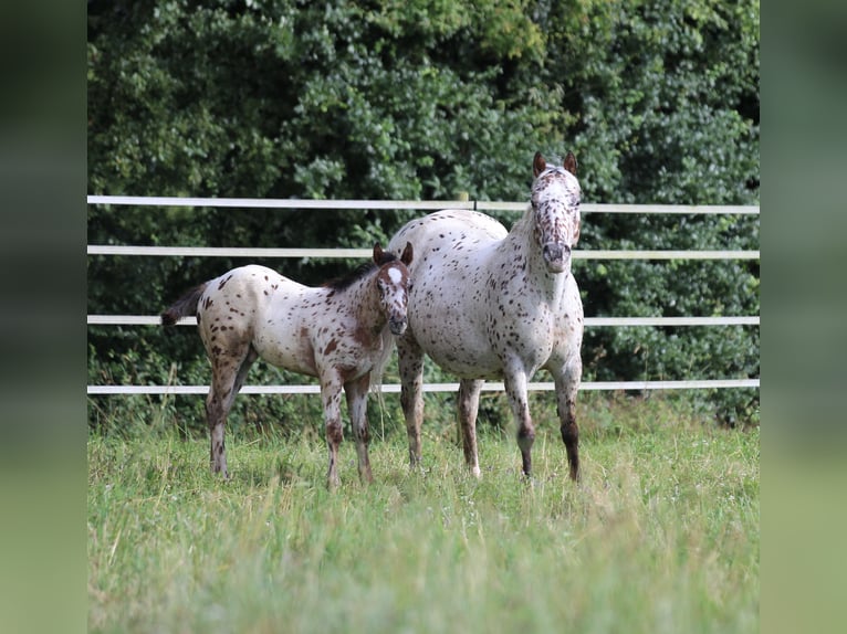 Poney des Amériques Étalon Poulain (04/2024) 130 cm Léopard in Waldshut-Tiengen