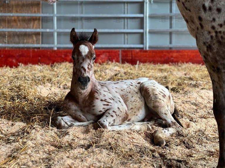 Poney des Amériques Étalon Poulain (04/2024) 130 cm Léopard in Waldshut-Tiengen