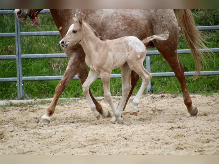 Poney des Amériques Étalon Poulain (01/2026) 145 cm Alezan dun in Quitzdorf am See