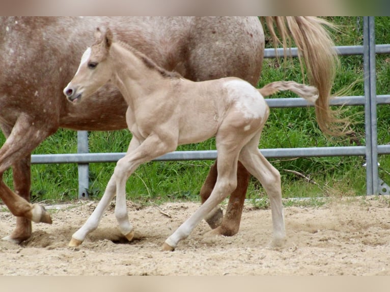 Poney des Amériques Étalon Poulain (01/2026) 145 cm Alezan dun in Quitzdorf am See