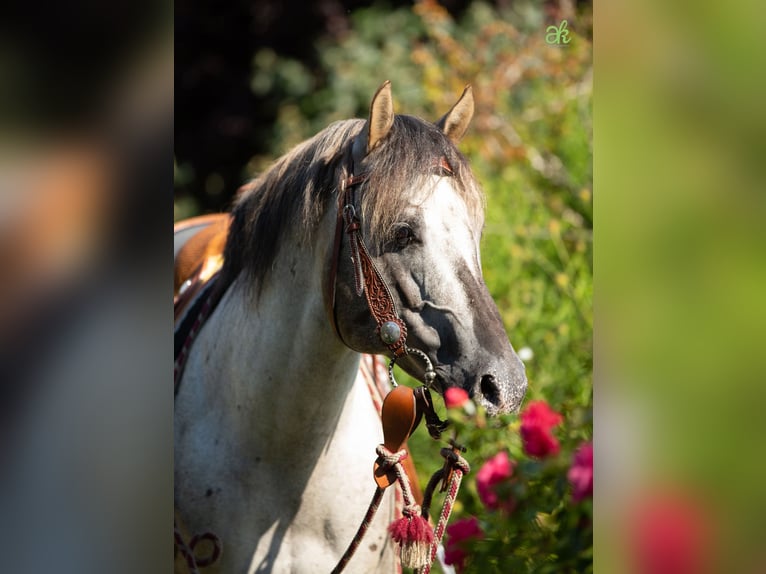 Poney des Amériques Étalon Poulain (01/2026) 145 cm Alezan dun in Quitzdorf am See