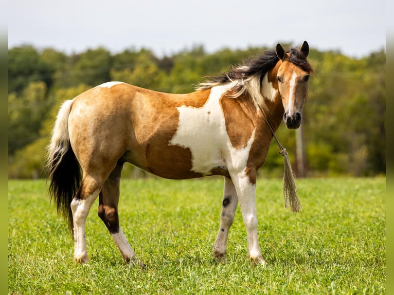 Poney des Amériques Hongre 10 Ans 130 cm Buckskin in Ewing KY