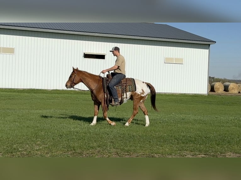 Poney des Amériques Hongre 10 Ans 142 cm Alezan cuivré in Cannon Falls