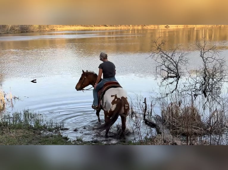 Poney des Amériques Hongre 10 Ans 142 cm Alezan cuivré in Cannon Falls
