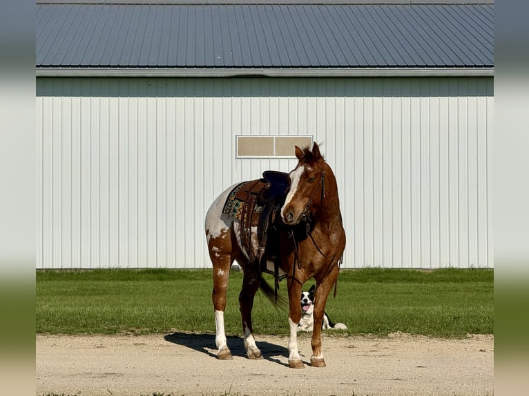 Poney des Amériques Hongre 10 Ans 142 cm Alezan cuivré in Cannon Falls